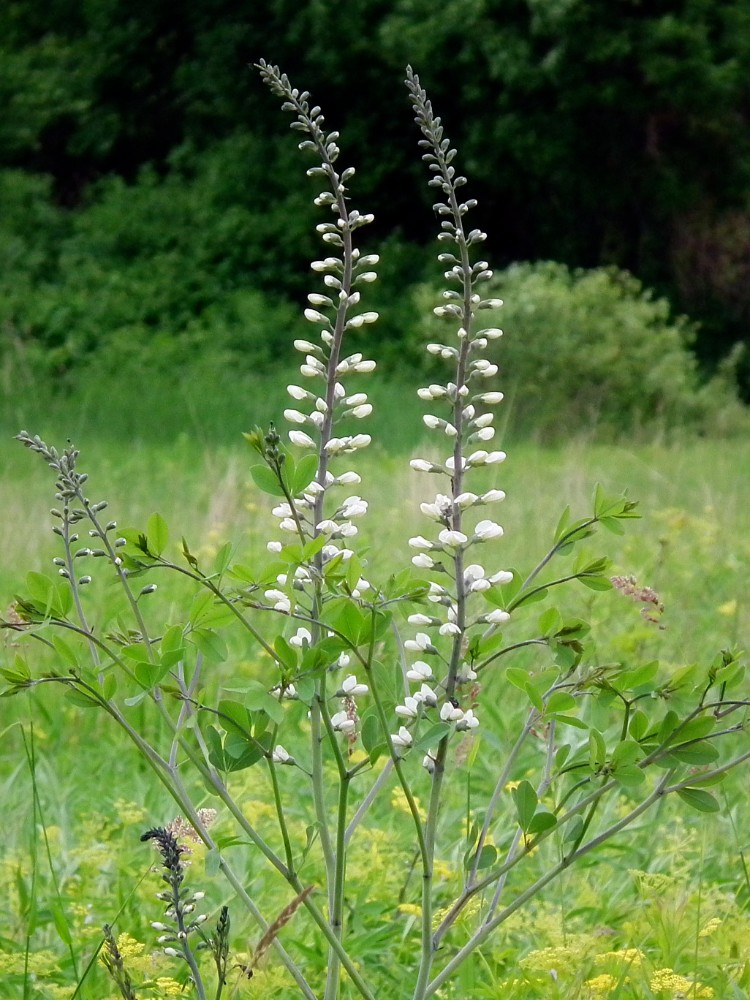 white_wild_indigo2